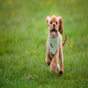 وشاح رول فاخر للكلاب منديل صغير متوسط كبير للكلاب ، وشاح مرايل مثلث مستوحى من نمط حيواني للبنات والأولاد في الربيع - Product Image 4