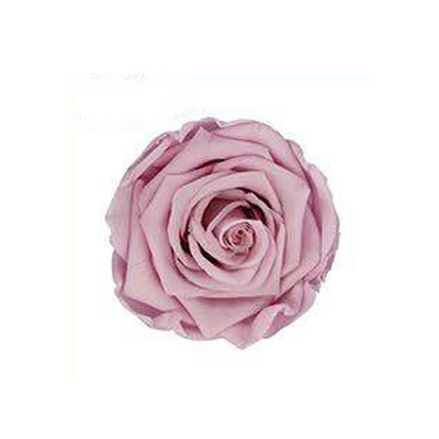 Taro violet