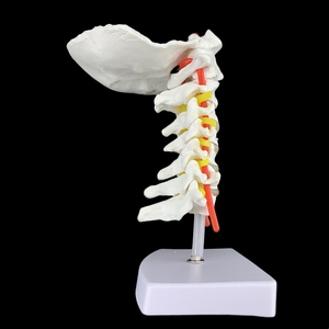 Modelo de Enseñanza Médico de Columna Cervical Humana con Arteria Carótida y Disco Occipital <span class=keywords><strong>Posterior</strong></span>, Modelo de Enseñanza de Articulaciones Humanas - Product Image 2