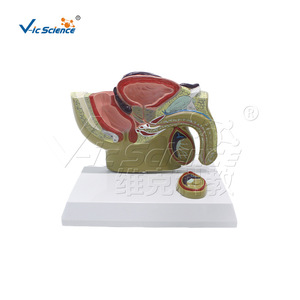 Modèle médical d'organe pelvien masculin, version de bureau, modèle de formation et d'enseignement en urologie, vente en gros. - Product Image 5