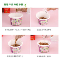 Set Mini Tanaman Hijau untuk Meja Anak-Anak, Pot Tanaman Kecil untuk Dalam Ruangan, Grosir Pot Kecil yang Lucu