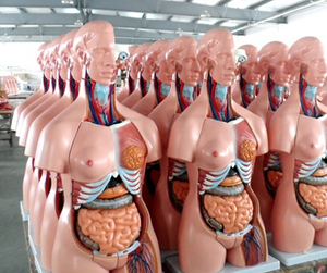 Système de formation <span class=keywords><strong>en</strong></span> <span class=keywords><strong>ligne</strong></span> pour l'auscultation et la palpation humaine <span class=keywords><strong>en</strong></span> sciences médicales - Mannequin - Product Image 4