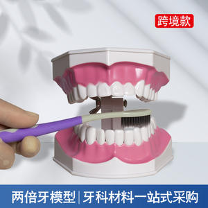 2x Scale <b>Dental</b> Model for Oral Care and Education Kindergarten Brushing Instruction Accessory Oral Therapy <b>Equipment</b> - Product Image 4