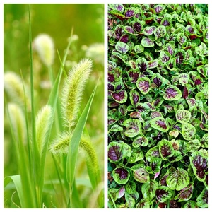 Tembotrione 97%TC Herbicida Selectivo para Cultivos de Maíz - Hierbas, Pesticida Agrícola del Principal Fabricante de China - Product Image 2