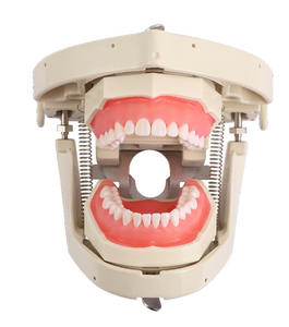 Modelo de Dientes para Prácticas de Preparación Dental, Tipo Nissin, Modelo de Estudio Dental con Encía Suave - Product Image 5