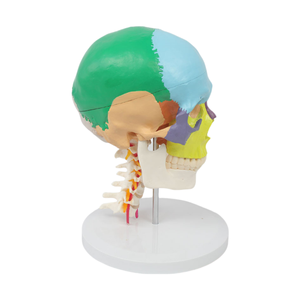 Modèle <span class=keywords><strong>de</strong></span> vertèbres cervicales à 7 avec crâne à code couleur Modèle anatomique grandeur nature pour l'enseignement et la formation chiropratique - Product Image 5