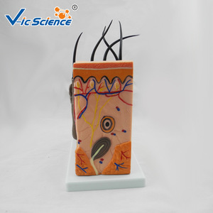 Modèle de peau agrandi de taille moyenne ; modèle anatomique de la structure du tissu cutané humain ; démonstration pédagogique en biomedicale. - Product Image 3