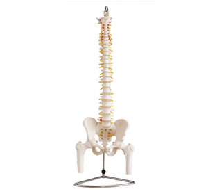 A1020 Columna vertebral <span class=keywords><strong>de</strong></span> tamaño real para Ciencias médicas con modelo <span class=keywords><strong>de</strong></span> pelvis y <span class=keywords><strong>huesos</strong></span> <span class=keywords><strong>de</strong></span> media pierna para enseñar y Aprender anatomía - Product Image 3