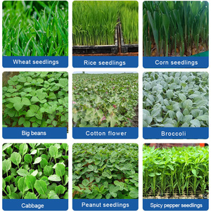 Máquina Automática HNOC para Cultivo Hidropónico <span class=keywords><strong>de</strong></span> Forraje, Máquina para Germinar <span class=keywords><strong>Brotes</strong></span> <span class=keywords><strong>de</strong></span> <span class=keywords><strong>Soja</strong></span>, Maní y Frijol Mungo - Product Image 6