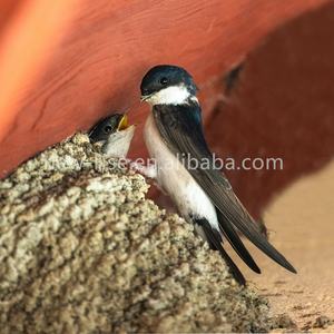 <span class=keywords><strong>Nid</strong></span> d'<span class=keywords><strong>oiseau</strong></span> suspendu <span class=keywords><strong>Nid</strong></span> d'hirondelle pour maison Martins <span class=keywords><strong>Nid</strong></span> d'hirondelle extérieur <span class=keywords><strong>Nid</strong></span> d'<span class=keywords><strong>oiseau</strong></span> - Product Image 4