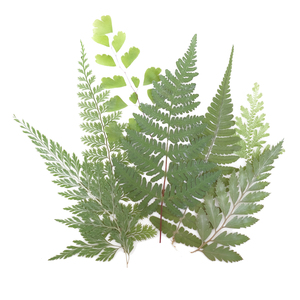 Feuilles <span class=keywords><strong>de</strong></span> <span class=keywords><strong>fougère</strong></span> faites à la main, couleur naturelle, petites branches <span class=keywords><strong>de</strong></span> haute qualité pour la décoration <span class=keywords><strong>de</strong></span> mariage, cadeaux d'usine - Product Image 6