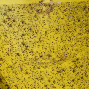 Piège à insectes collant jetable écologique double jaune solide, attrape-mouches blancs, lutte antiparasitaire en extérieur, planches collantes <span class=keywords><strong>pour</strong></span> insectes - Product Image 3