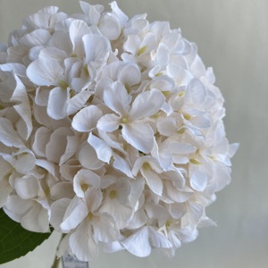 Hortensias de tallo largo coloridas de seda Anti UV de alta calidad, impresión 3D de un solo tallo, <span class=keywords><strong>flores</strong></span> de Hortensia artificiales, de un solo tallo, para uso en 2017 - Product Image 2