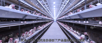 Cage à poulets automatique en acier de type H, cage à poulets à plusieurs étages, équipement d'élevage pour la collecte des œufs, l'alimentation et l'abreuvement, 3 à 6 étages