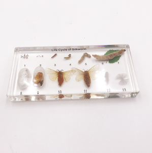 Gelsonlab HSBS-058 एक्रिलिक जीवन चक्र की रेशमकीट नमूना एम्बेडेड जैविक नमूनों - Product Image 3