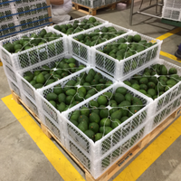 Paniers pliants en plastique fournis par le fabricant Boîte d'emballage d'avocat Caisses d'expédition Conteneur d'emballage de fruits