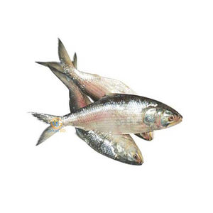 Pescado de Agua Dulce Congelado (Butterfish/Gemfish/Salmón) Limpio, Sin Cabeza y Eviscerado, Bajo en Grasa, Grado Exportación - Product Image 3