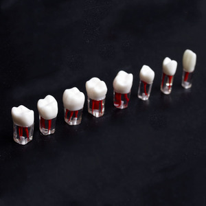 Root Canal Tooth Model for Exam Practice Resin Tooth Extracted Pulp Chamber Opening Particle <b>Oral</b> <b>Therapy</b> <b>Equipment</b> <b>Accessory</b> - Product Image 1