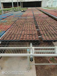 <span class=keywords><strong>Grande</strong></span> <span class=keywords><strong>table</strong></span> <span class=keywords><strong>de</strong></span> culture hydroponique pour pépinière avec bancs roulants, structure en acier galvanisé à chaud - Product Image 2