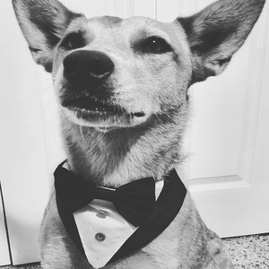 Pañuelo Elegante para Perro con Diseño de Corbata, en Blanco y Negro, Colores Personalizados, para Colocar Sobre el <span class=keywords><strong>Collar</strong></span> - Product Image 1