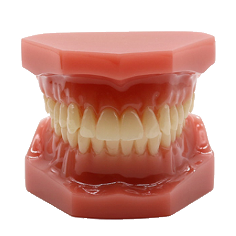 Стандартный ортодонтический стоматологический анатомический стоматологический Зуб модель стоматологические модели типоне