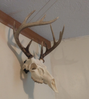 Support mural multifonctionnel pour crâne avec crochet et porte-manteau pour trophées, bois de cerf, taxidermie et crânes européens