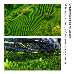 100% натуральный порошок зеленого чая матча, 100% натуральный японский чай высшего сорта (ранний весенний урожай) для кулинарии, выпечки, смузи, оптовая упаковка - Product Image 2