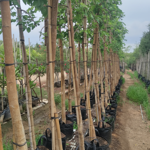 Cañas de Bambú Natural Premium para Cercas de Jardín, Paisajismo y Delimitación de Tierras Agrícolas - Longitud y Diámetro Personalizables, Fabricante de Vietnam - Product Image 1