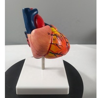Modèle anatomique de cœur grandeur nature en PVC, qualité supérieure pour l'enseignement et la démonstration en sciences médicales