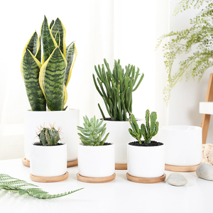 Dropshipping Pots ronds blancs en céramique pour plantes, pot <span class=keywords><strong>de</strong></span> fleurs moderne en forme <span class=keywords><strong>de</strong></span> cylindre avec trou <span class=keywords><strong>de</strong></span> drainage et plateau en bambou - Product Image 5