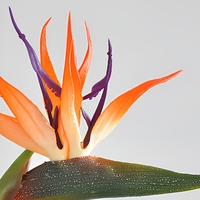 Bunga Buatan Bird of Paradise, Tangkai Bunga Sutra Karet Lembut untuk Dekorasi Pernikahan dan Rumah