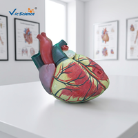 Modèle d'anatomie du cœur humain grandeur nature en 3 parties - Modèle anatomique scientifique médical en PVC