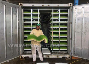 Thủy canh thức ăn gia súc nấm thức ăn gia súc phát triển nông nghiệp máy thủy canh thức ăn gia súc hệ thống cho bò sữa - Product Image 4