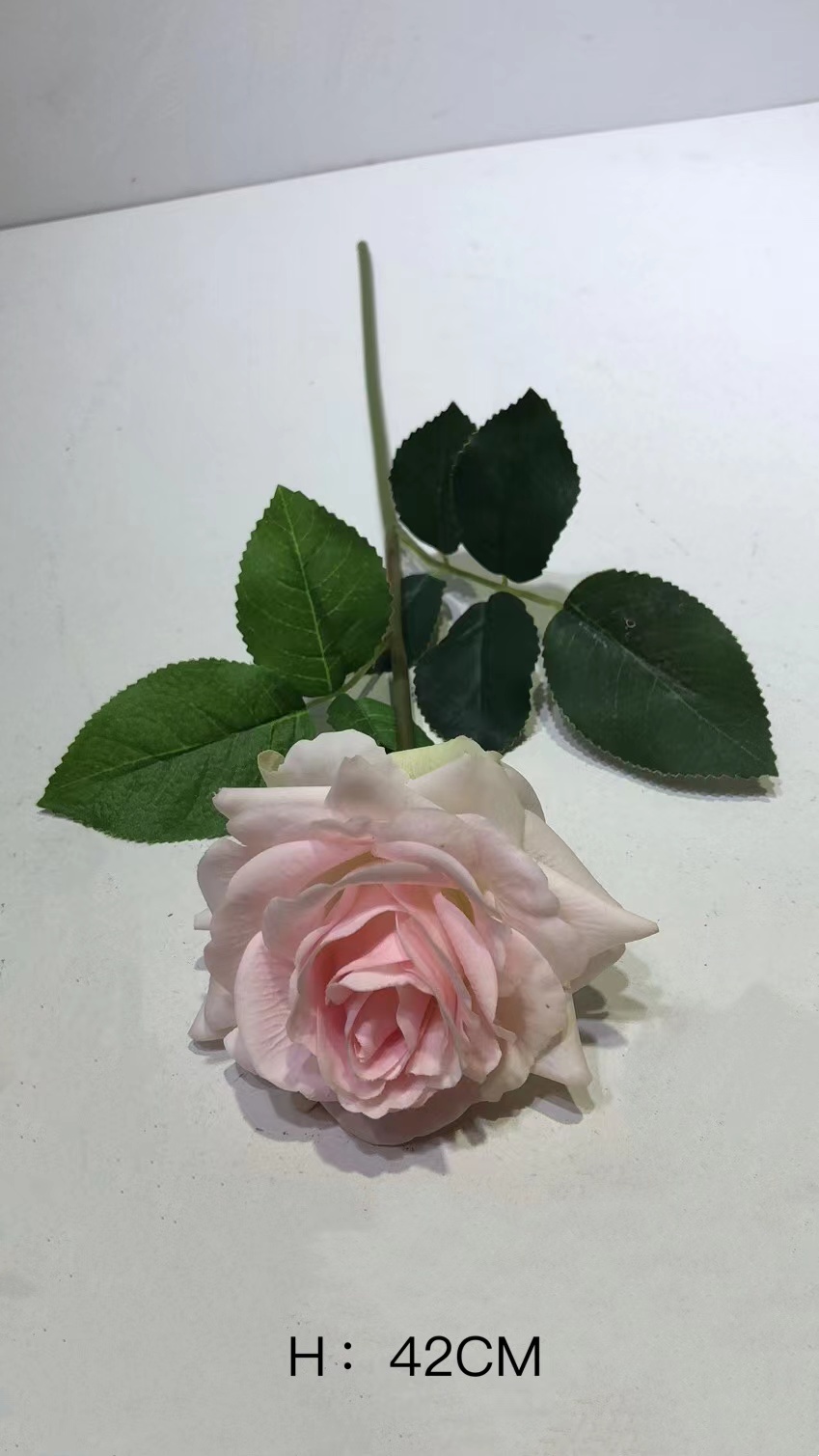 Rosa#4