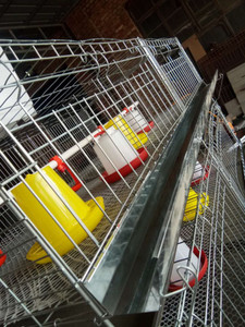 <span class=keywords><strong>Galvanizado</strong></span> barato bebé chica jaulas en jaulas de animales de granja de diseño - Product Image 5