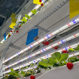 Lampada <span class=keywords><strong>LED</strong></span> T8 per Coltivazione Liweida, Spettro Personalizzabile 30-240cm, Collegabile in Serie, IP65, per Fioritura di Fragole - Product Image 1