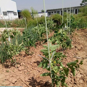 Fiber Glass Reinforced Plastic <b>Garden</b> Plant Support Stake - Product Image 5