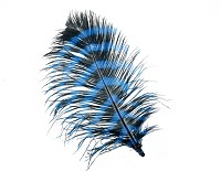 Plume <span class=keywords><strong>de</strong></span> coq estampée pour l'artisanat DIY, les coiffures, les costumes, la pêche à la mouche, les ornements, la décoration <span class=keywords><strong>de</strong></span> franges <span class=keywords><strong>de</strong></span> rêve - Product Image 4
