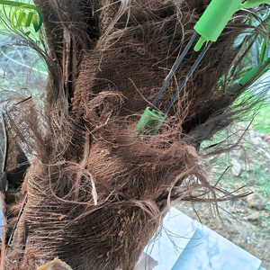 <span class=keywords><strong>Albero</strong></span> di cocco artificiale decorativo formato personalizzato piegato conservato a spina di pesce <span class=keywords><strong>corteccia</strong></span> di palma artificiale con noci di cocco - Product Image 6