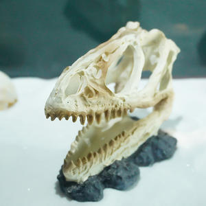 Haute Qualité Résine Tyrannosaurus <span class=keywords><strong>Rex</strong></span> Crâne Aquarium Fish Tank Décoration En Plastique Paysage Artisanat - Product Image 5