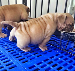 แผ่นปูพื้นพลาสติกแบบแข็งสำหรับกรงสุนัขและคอกสุนัข - Product Image 3