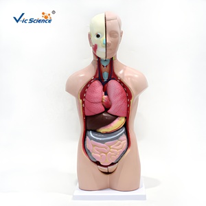 Modello di Torso Umano Maschile e Femminile da 42cm con Struttura degli Organi Interni Staccabile per l'Insegnamento in Laboratorio Scolastico - Product Image 6