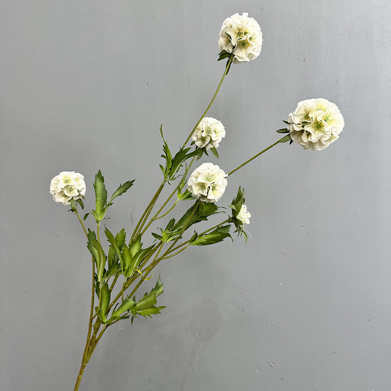 Vaina de la semilla de Shabiosa