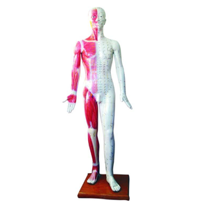Gelsonlab HSBMA-011 एक्यूपंक्चर पेशी मॉडल के साथ पुरुष 55cm - Product Image 2