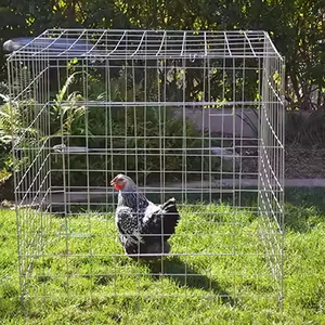 Jaulas de Metal Galvanizado Cuadriláteras de <span class=keywords><strong>2</strong></span> Metros para Gallos y Gallinas - Product Image 1