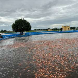 <span class=keywords><strong>Bassin</strong></span> d'aquaculture extra large SDM, <span class=keywords><strong>bassin</strong></span> de pisciculture en <span class=keywords><strong>plastique</strong></span>, <span class=keywords><strong>bassin</strong></span> en bâche, <span class=keywords><strong>bassin</strong></span> de pisciculture <span class=keywords><strong>hors</strong></span> <span class=keywords><strong>sol</strong></span>, réservoir d'élevage de poissons - Product Image 1