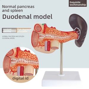Modelo anatómico de PVC para ciencia médica, hígado humano, bazo, páncreas, tronco celíaco, vena porta hepática, modelo de sistema digestivo - Product Image 3