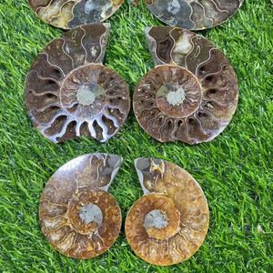 Cristales curativos naturales originales y únicos de sección fósil de amonita al por mayor hechos a mano a la venta - Product Image 5