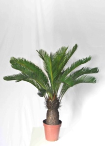 Plantas artificiales de altura personalizable, <span class=keywords><strong>cycas</strong></span> artificiales de alta calidad - Product Image 3