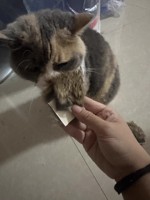Groothandel Echte Konijn Huid Patch Voor Kat Speelgoed Echt Bont Levensechte Kat Knuffel 4Cm * 4Cm Bont Stuk Konijnenbont Met Haar Voor Huisdier